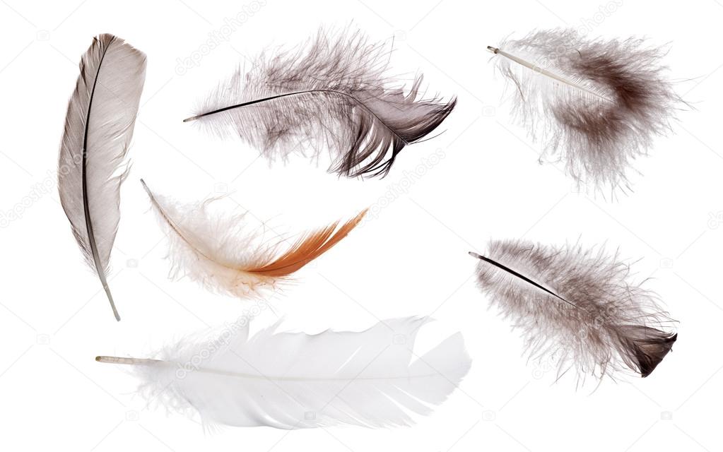different  feathers