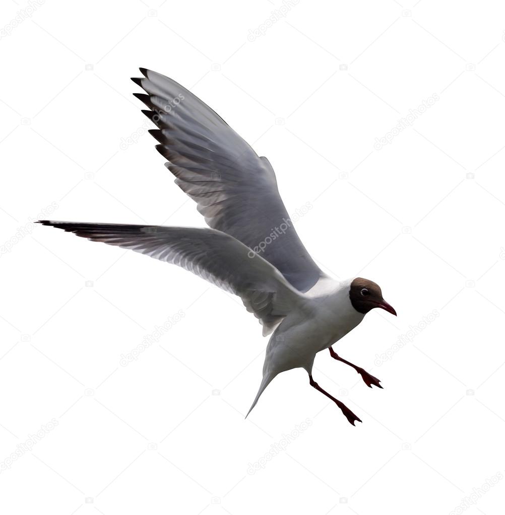 Flying gull