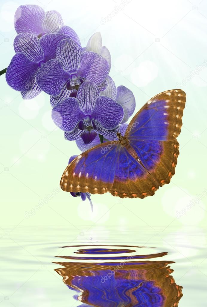 blue butterfly and orchid