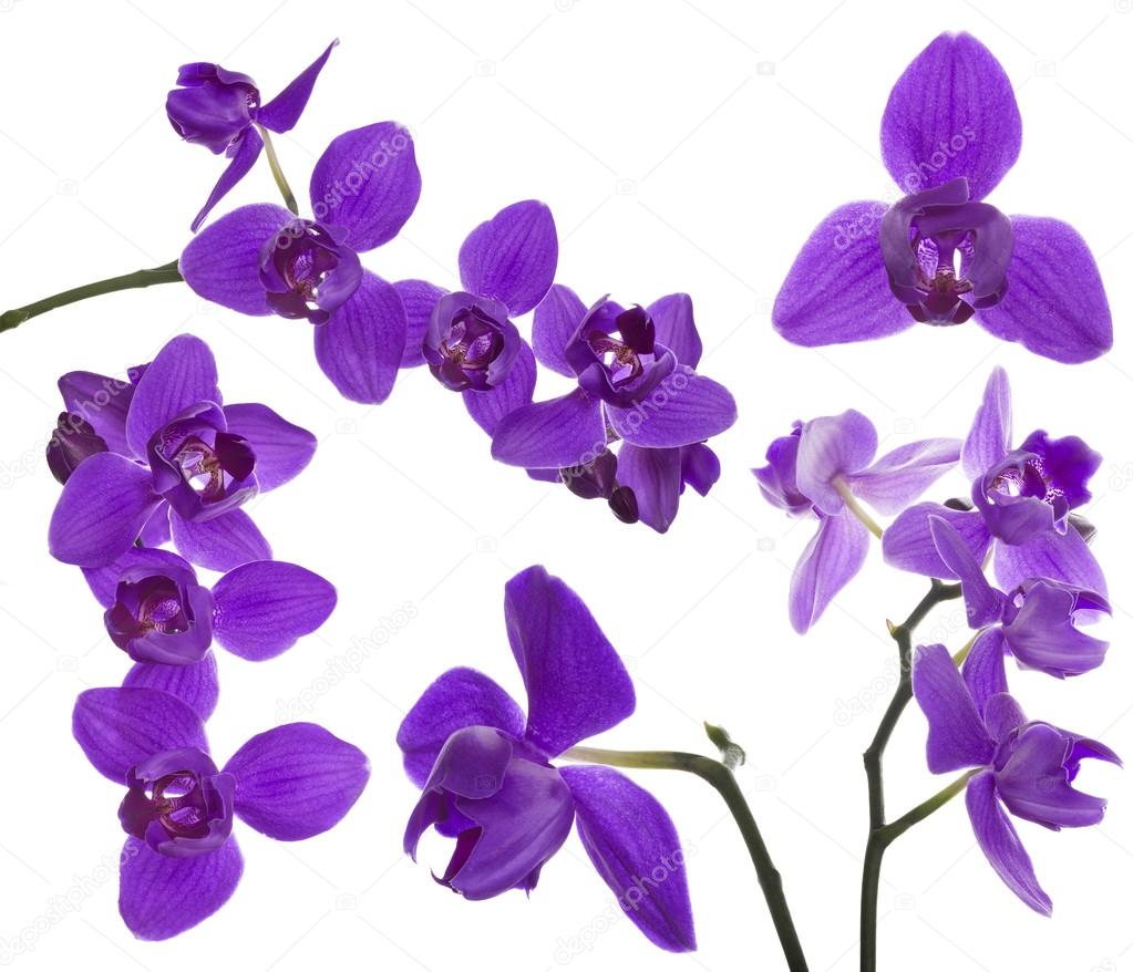 lilac orchids