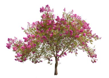 Pembe ağaç çiçek açan