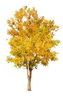 Altın sonbahar ağacı