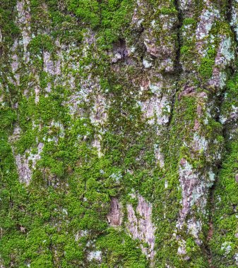 Bir yosun kabuklu çam