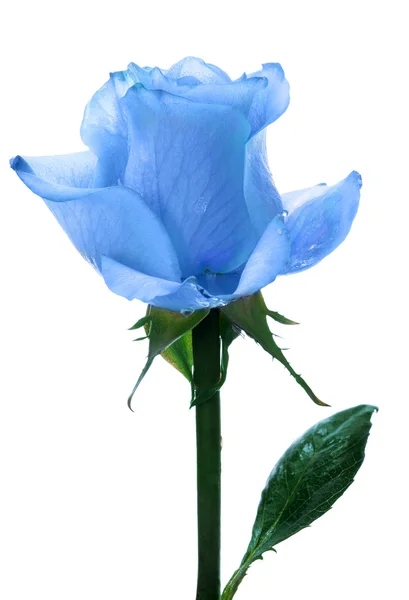Blue   rose — Stock Photo, Image