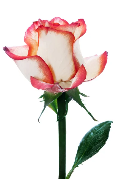 Red   rose — Stock Photo, Image