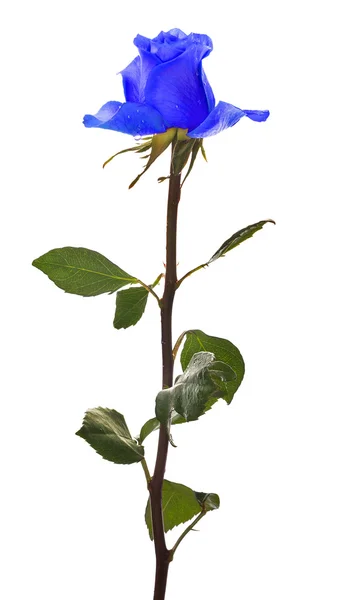 Blue  rose — Stock Photo, Image