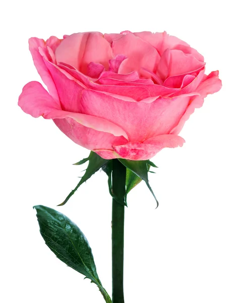 Pink  rose — Stock Photo, Image