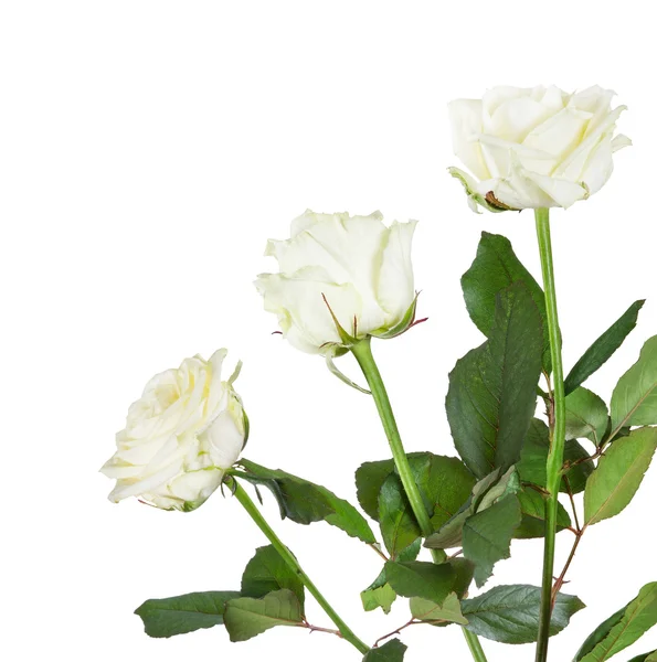 White  roses — Stock Photo, Image