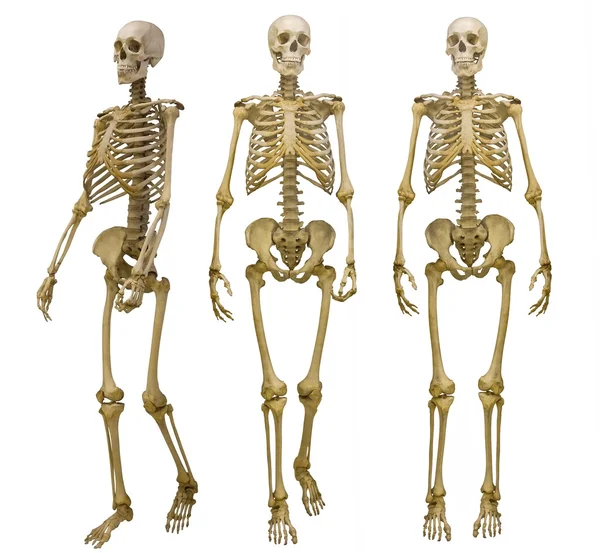 人类骨骼 — 图库照片