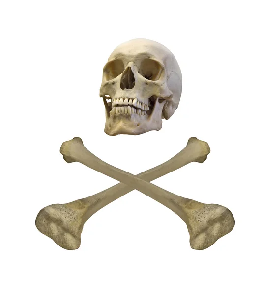 Human skull and crossed bones — Stock Photo, Image