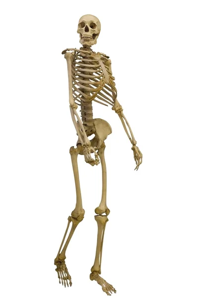 Walking mänskliga skelettet — Stockfoto