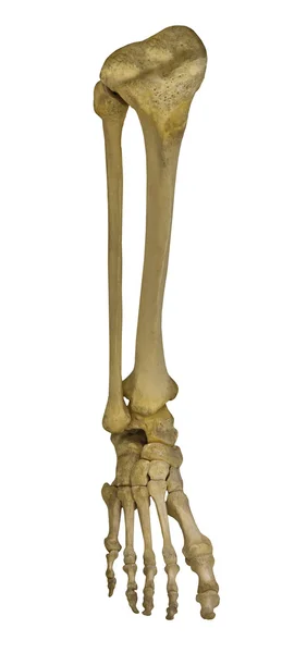 Esqueleto de la pierna humana —  Fotos de Stock