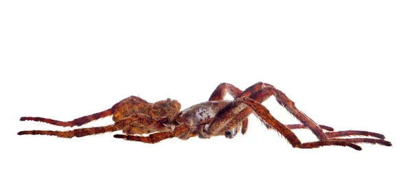 Araña marrón grande — Foto de Stock
