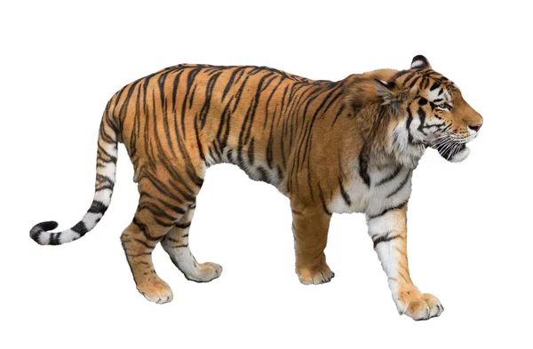 Великий тигр — стокове фото
