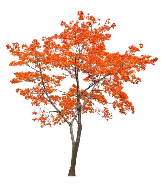 Red maple tree — Stock Photo, Image