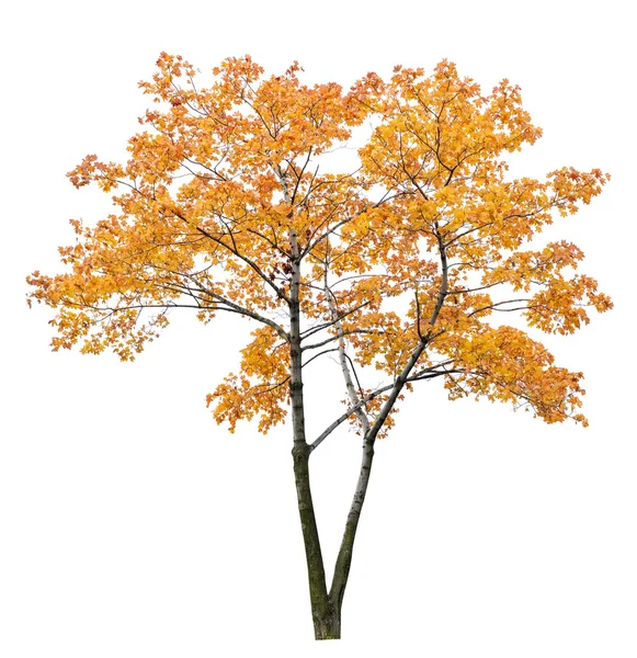 オレンジ色のカエデの木 — ストック写真