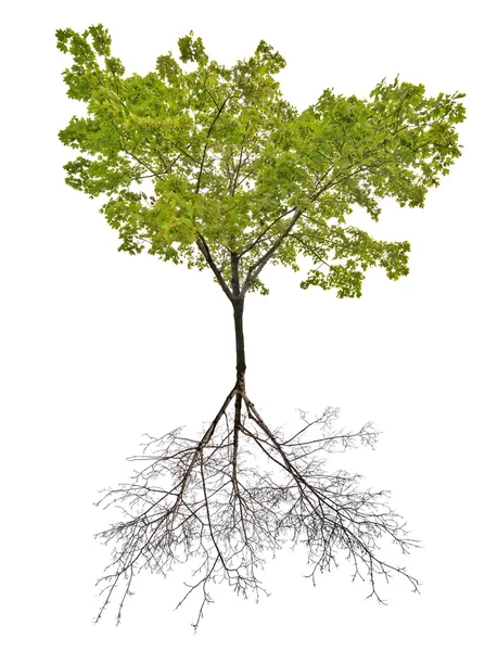 Drzewo klon zielony — Zdjęcie stockowe