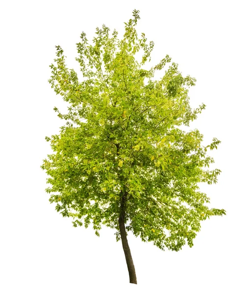 Albero verde estivo — Foto Stock