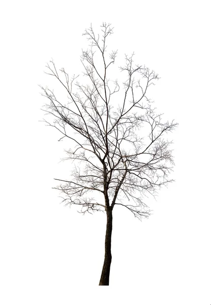 Inverno albero nudo — Foto Stock