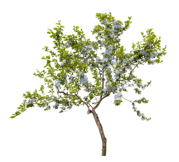 Árbol pequeño con flores azules — Foto de Stock