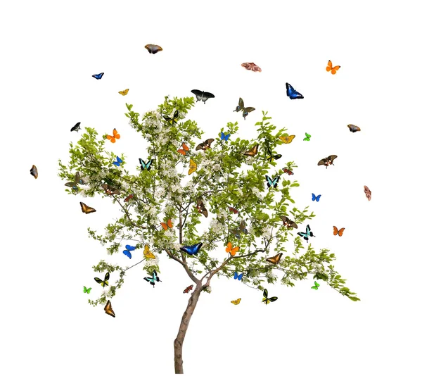 Butterflies and apple tree — Stock Photo, Image