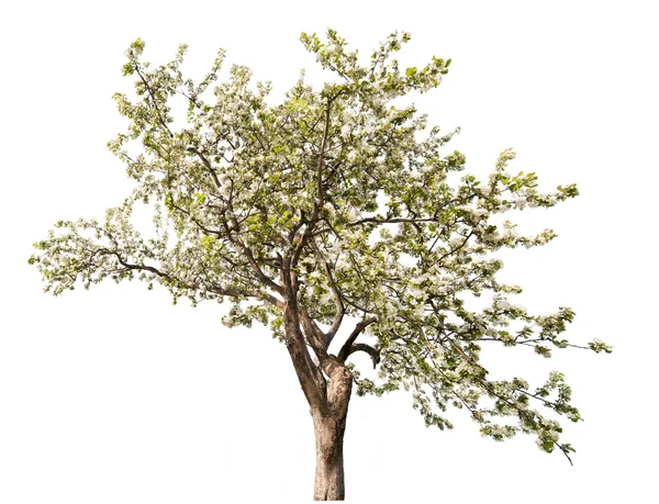Bahar elma ağacı — Stok fotoğraf