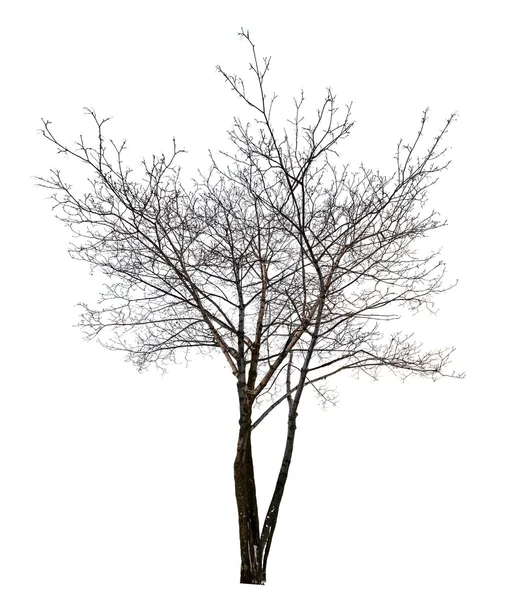 Dark bare maple tree — Stock Photo, Image