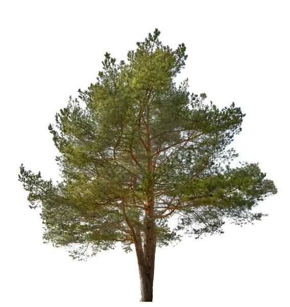 Árbol de pino — Foto de Stock