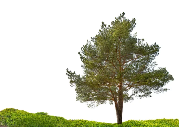 Árbol de pino — Foto de Stock