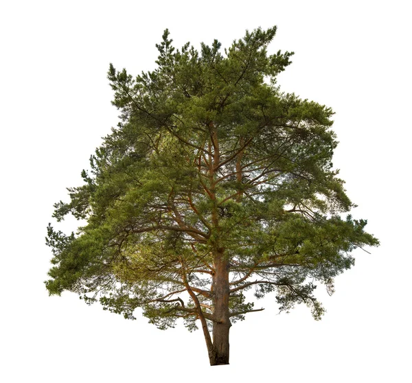 Pine tree — Stock Photo, Image