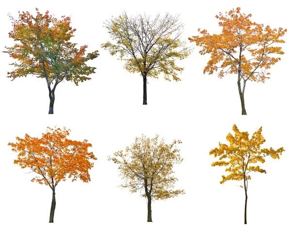 Autumn trees — Stock Photo, Image