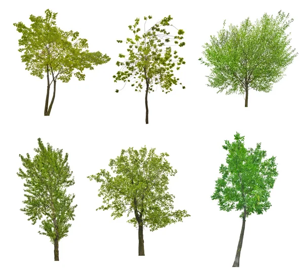 Green trees — Stock Photo, Image