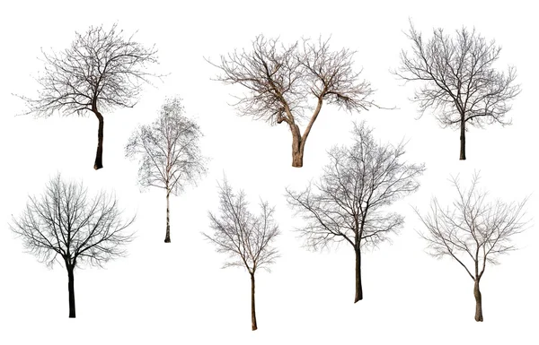 Деревья без листьев — стоковое фото