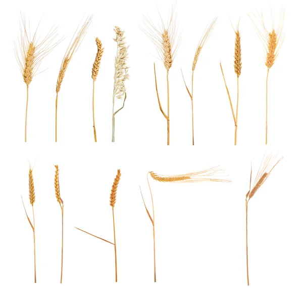 穀物のセット — ストック写真