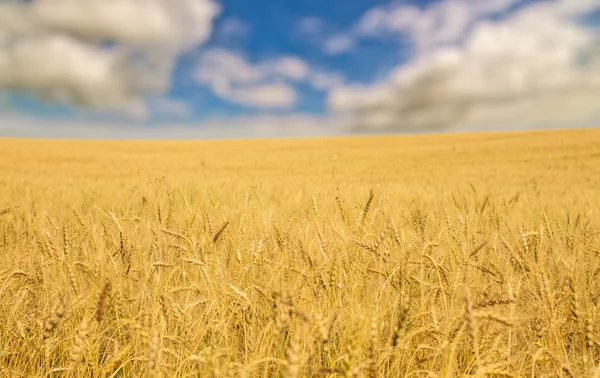 Golden wheat sea — Stock Photo, Image