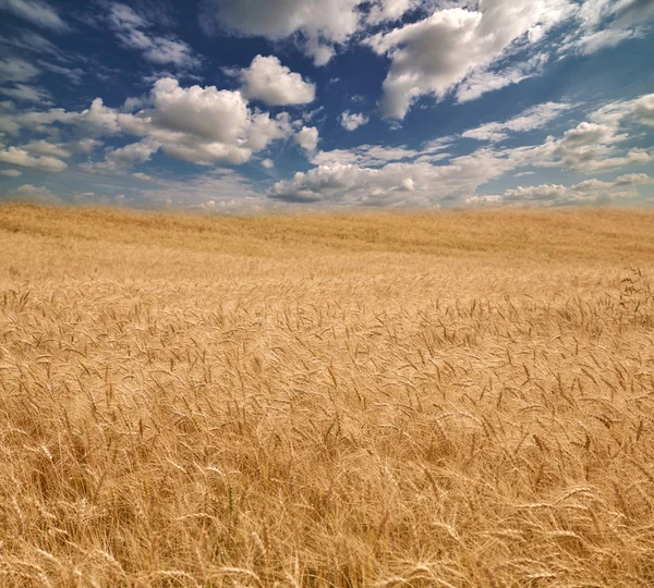 Golden wheat sea — Stock Photo, Image