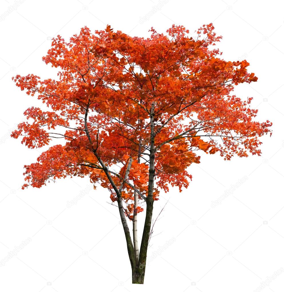 red  maple tree