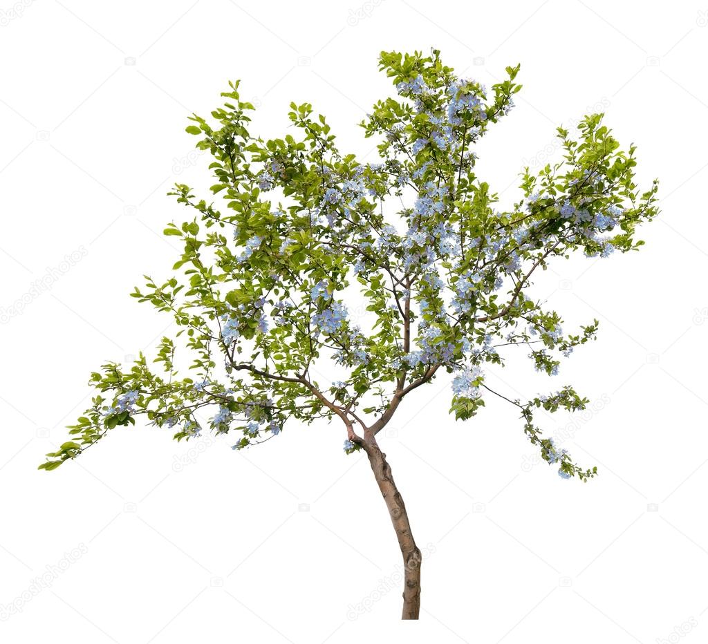 Small Tree With Blue Flowers Stock Photo Dr Pas 55501171 Small Tree With Blue Flowers Stock Photo 55501171