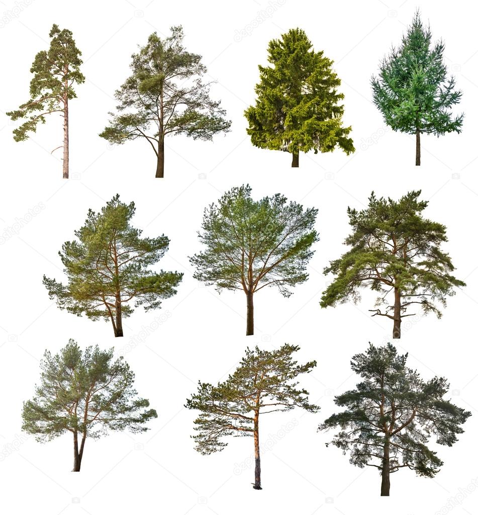 coniferous trees