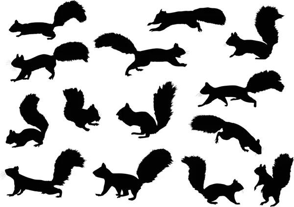 Squirrels silhouette — Stock Vector