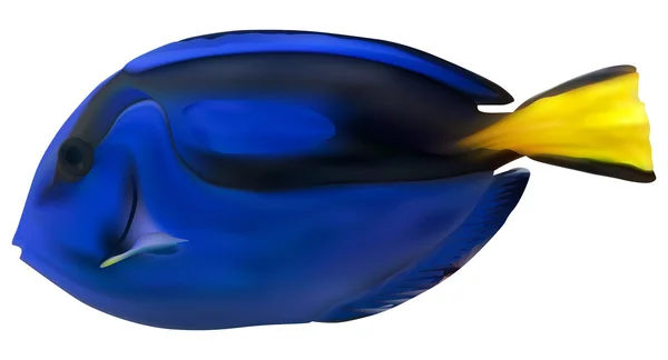 Kék hal — Stock Vector