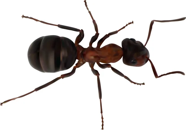 Kleur ant — Stockvector