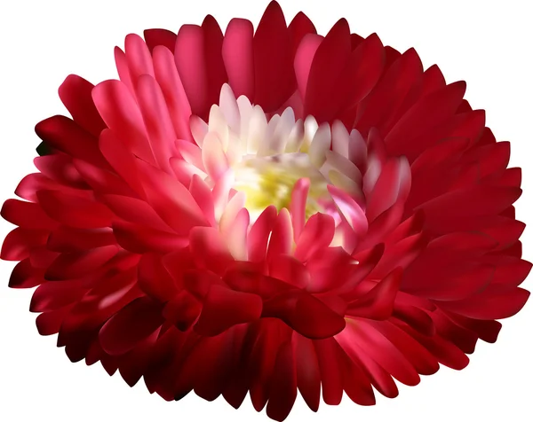 Aster vermelho escuro —  Vetores de Stock