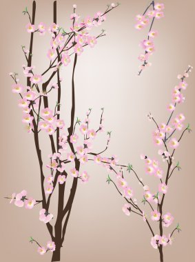 pembe bahar çiçekleri