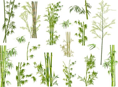 Bambu dalları