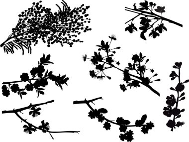 bahar ağacı dalları