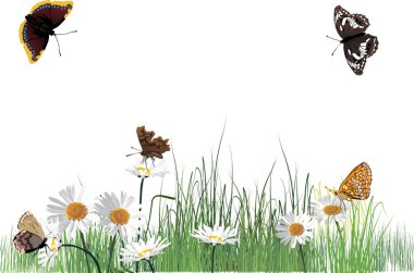 Papatya ve kelebekler