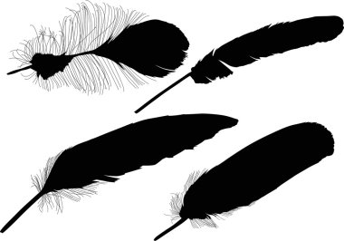 tüyleri silhouettes