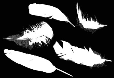 tüyleri silhouettes