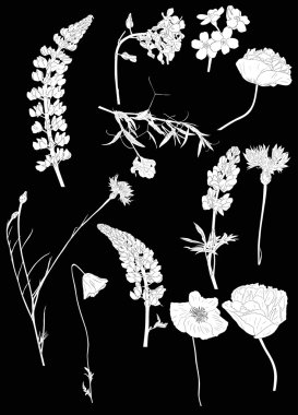 beyaz kır çiçekleri